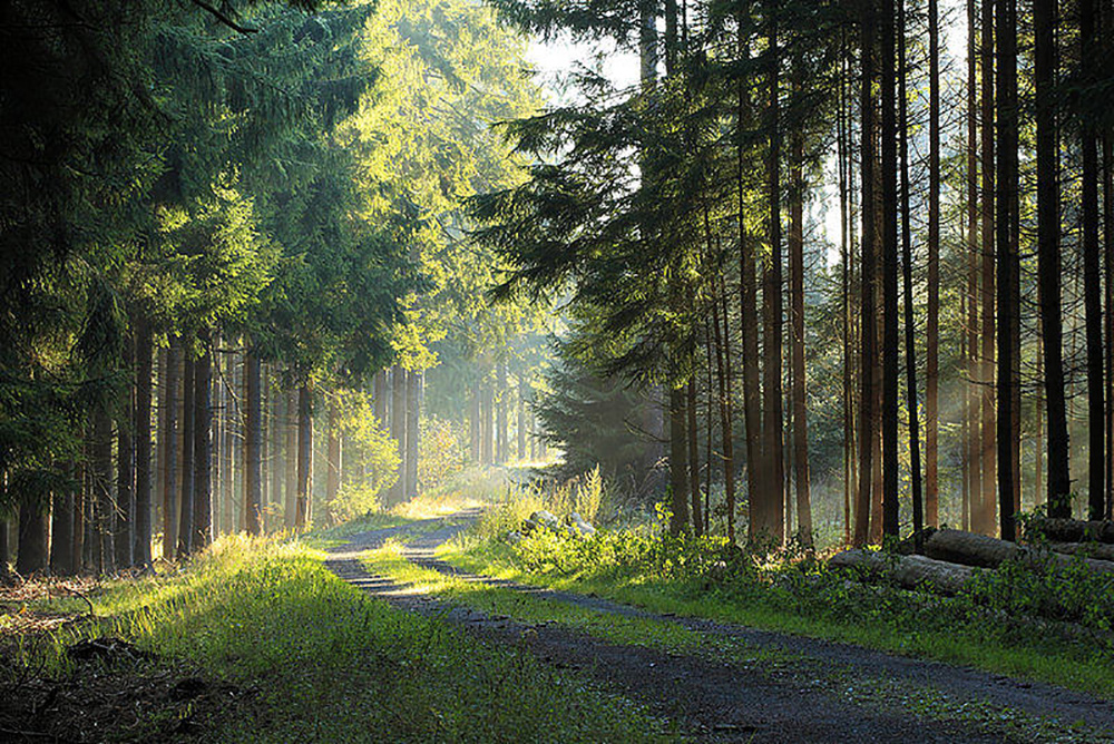 森林康养自然资源的评价研究